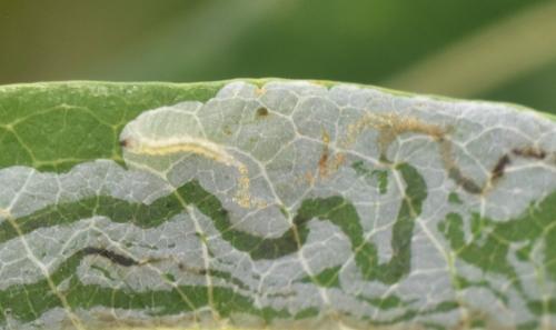 Phyllocnistis saligna
